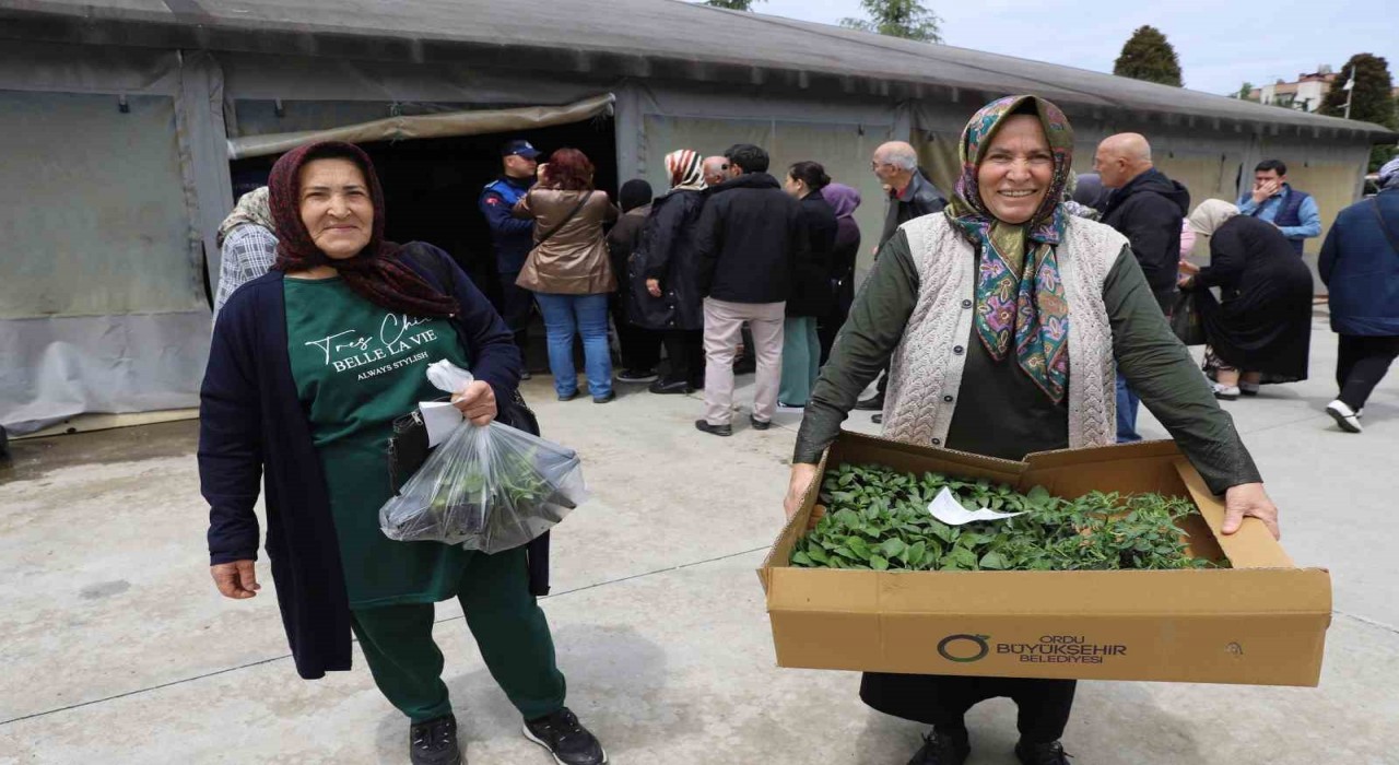 Ordulu üreticilere 380 bin fidenin dağıtımına başladı