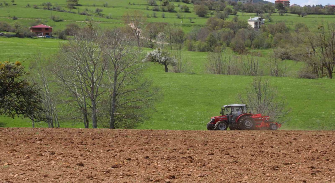 Ordunun atıl arazileri bereketleniyor: 34 bin 800 dekar atıl arazi tarıma kazandırıldı