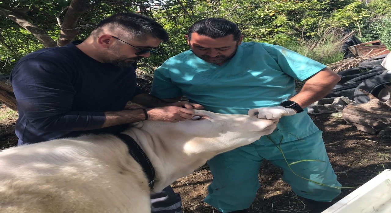 Ortaca Okçular Mahallesinde Brucella aşılaması gerçekleştirildi