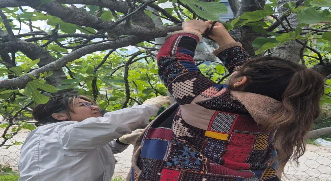 Ortacada Kahverengi Kokarcaya karşı tuzaklı takip başladı