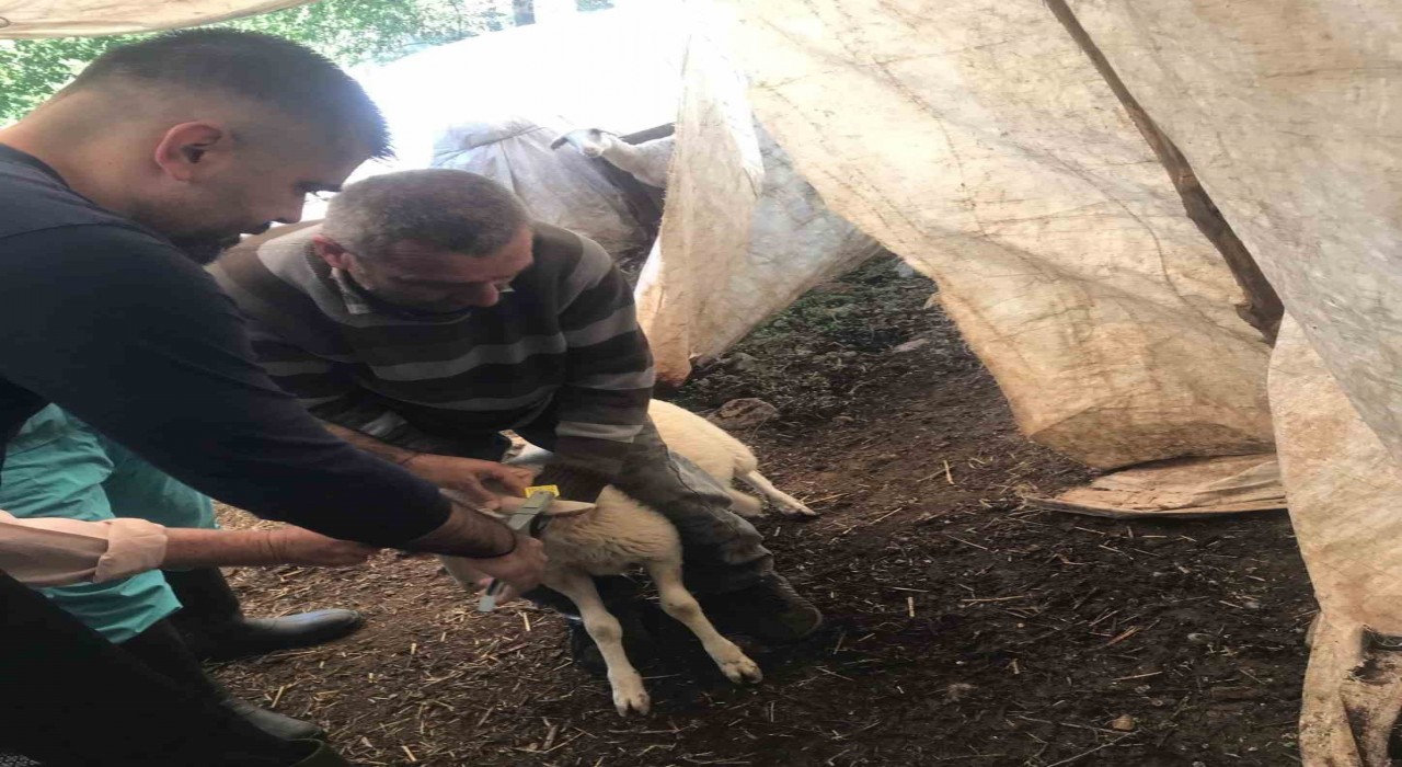 Ortacada küçükbaş aşılama ve kimliklendirme çalışmaları yapılıyor