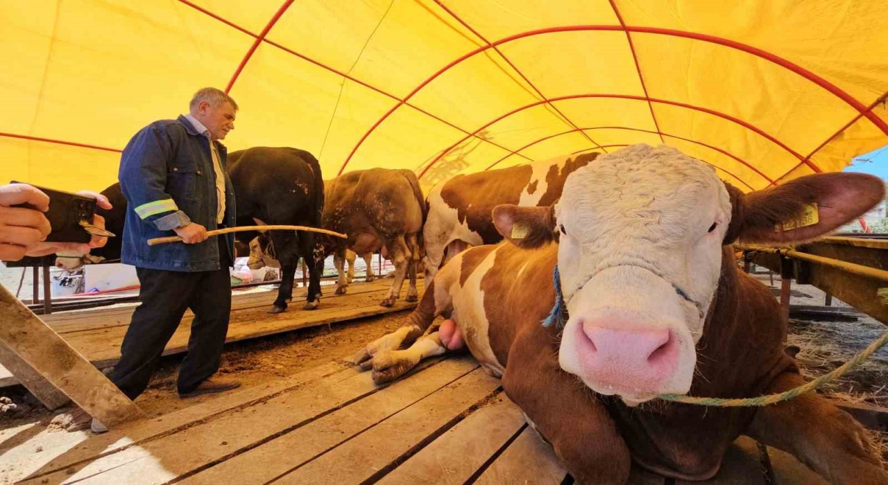Pazarın yıldızı ‘Yıldız oldu; 850 kiloluk kurbanlık 285 bin TLye satıldı