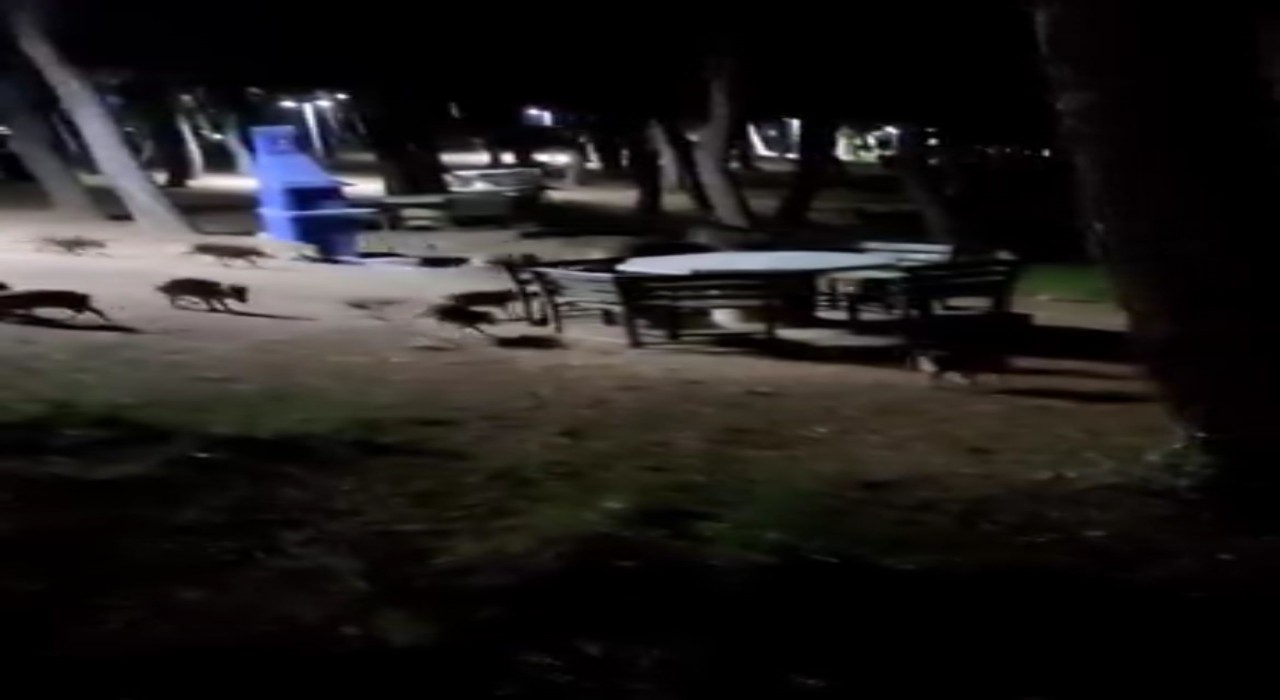 Piknikte karşılaştıkları domuz sürüsü panik oluşturdu
