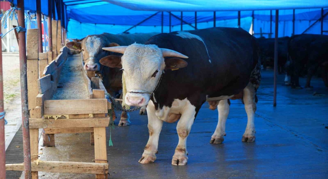 Profesörden kurbanlık uyarısı: Hayvanın burnundan ve ağızından akıntı gelmemesi en başta dikkat edilecek husus