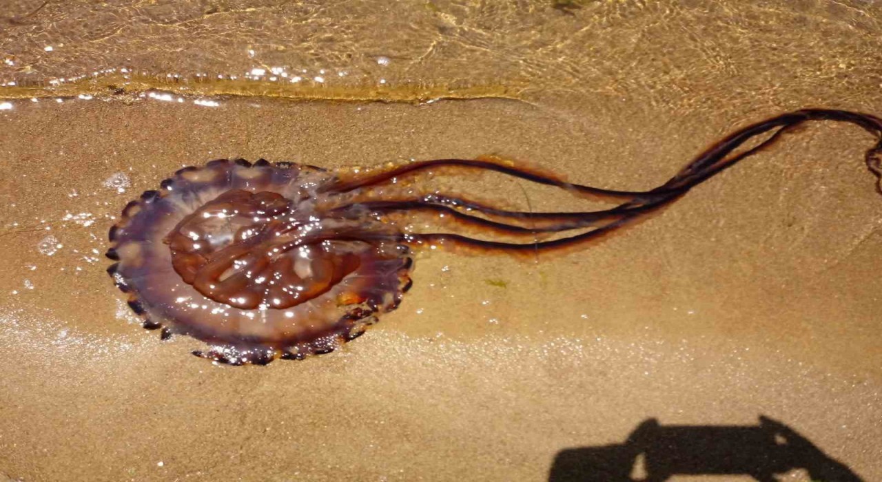 Pusula denizanası Erdekte karaya vurdu