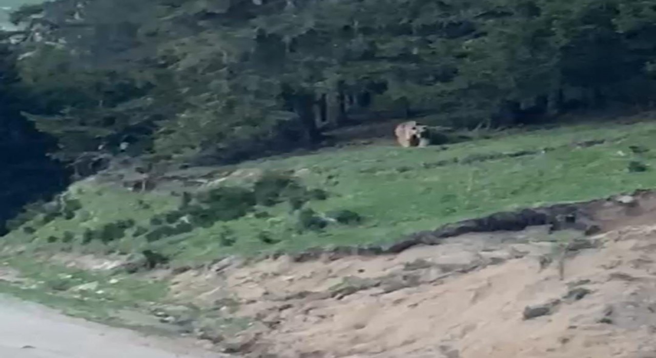 Rizeli muhtardan ayıya güzelleme: Köyümüzün ayısı, anam, paşam. Gel buraya
