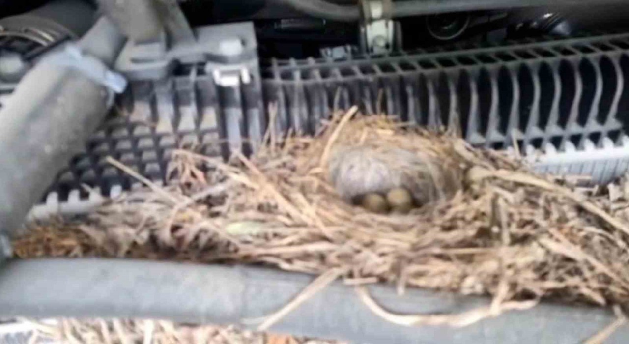 Rizelinin doğaya saygısı örnek oldu