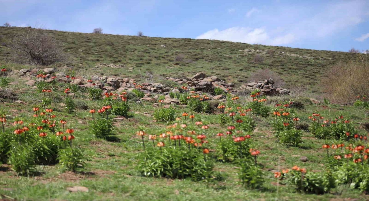 Sadece 20 gün açan ters laleyi koparmanın cezası araba parası