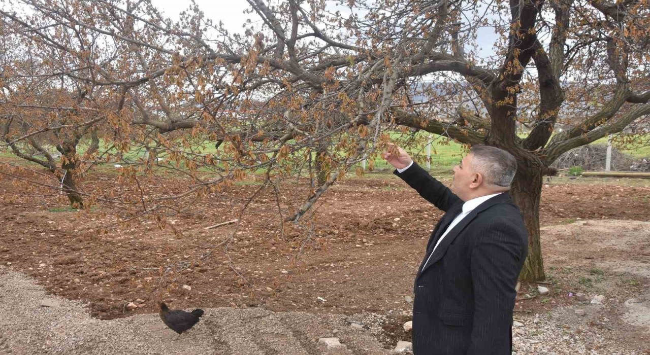 Sadıkoğlu: Verilecek destekler sadece kayısıyı değil, şehrimizin geleceğini ilgilendiriyor