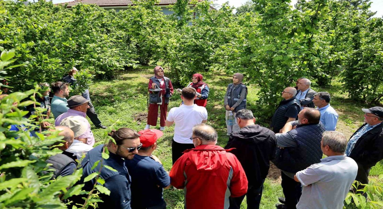 Sakaryada kahverengi kokarca kabusuyla mücadele başladı: sahada çiftçilere feromon tuzağı ulaştırılıyor