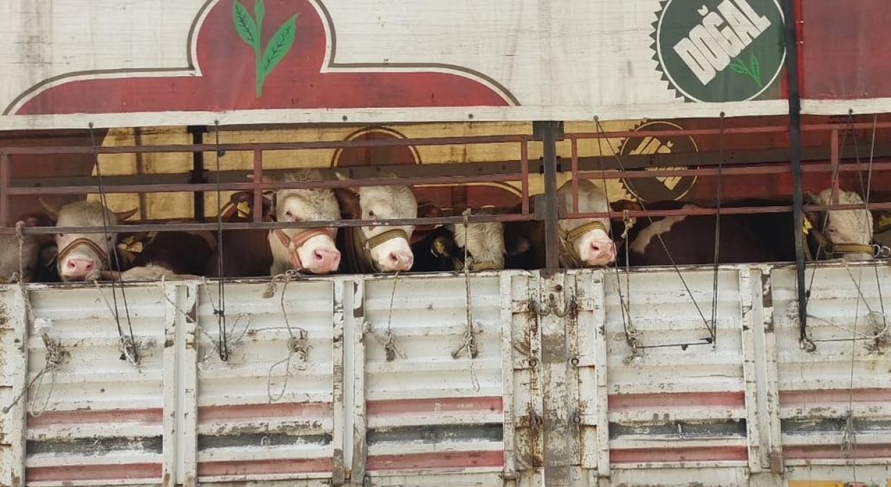 Salihlide kurbanlık nakli yapan araçlara sıkı denetim