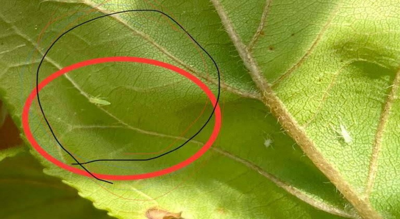 Salihlide üreticilere Fidan dip kurdu uyarısı