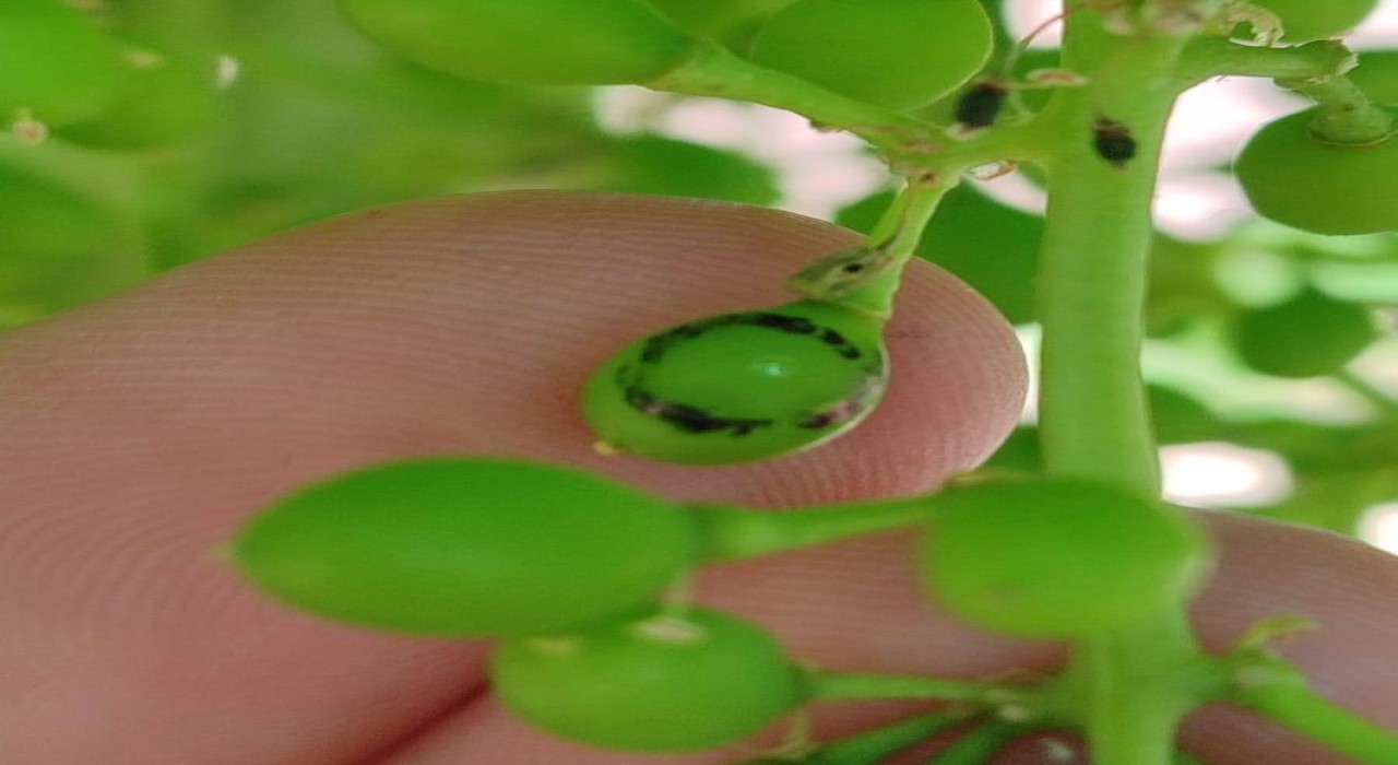 Salihlide üzüm üreticilerine ‘Salkım Güvesi uyarısı