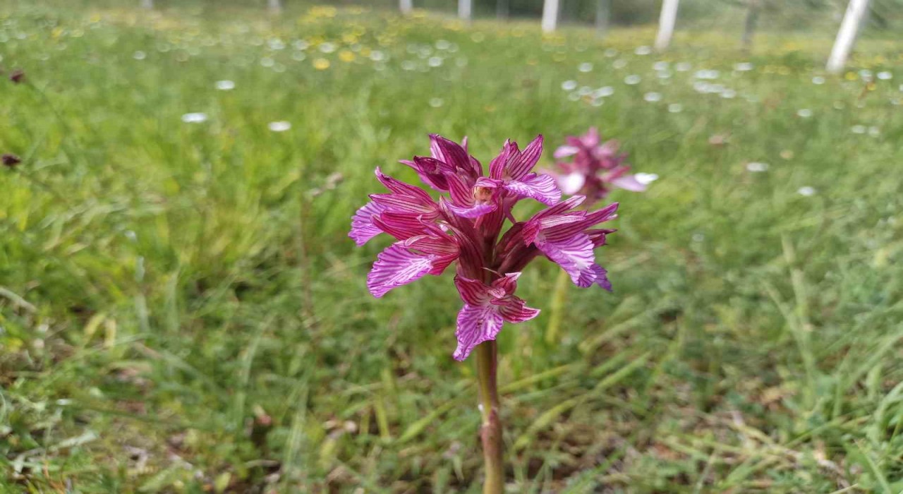 Samsunda tabiat çiçek açtı