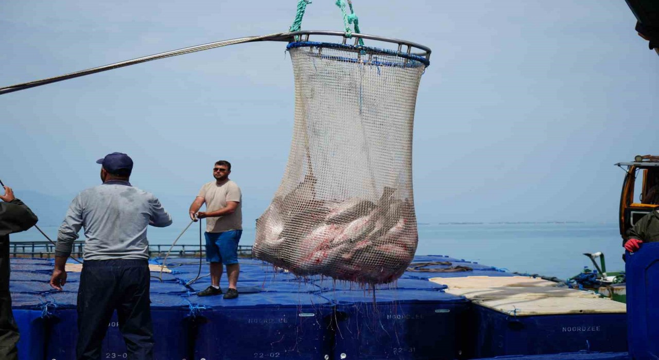 Samsunda Türk somonu hasadı başladı