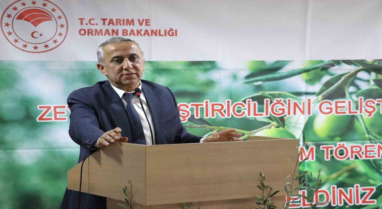 Samsunda zeytin yetiştiriciliği yeniden canlanıyor