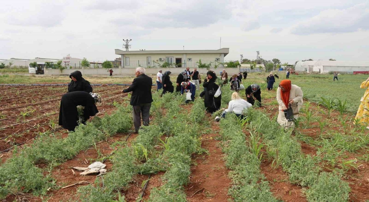 Şanlıurfada emekli kadınlara süs bitkisi yetiştiriciliği eğitimi