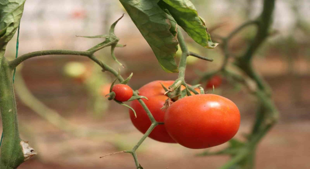 Şanlıurfada sebzeler hem sofraya hem de ekonomiye katkı sağlıyor