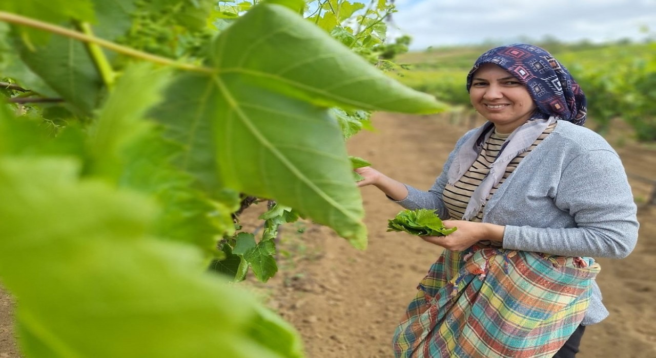 Sarıgölde evlerde salamura yaprak zamanı