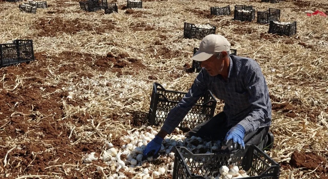 Sarımsak hasadını sürdüren çiftçiler yüksek rekolteden memnun