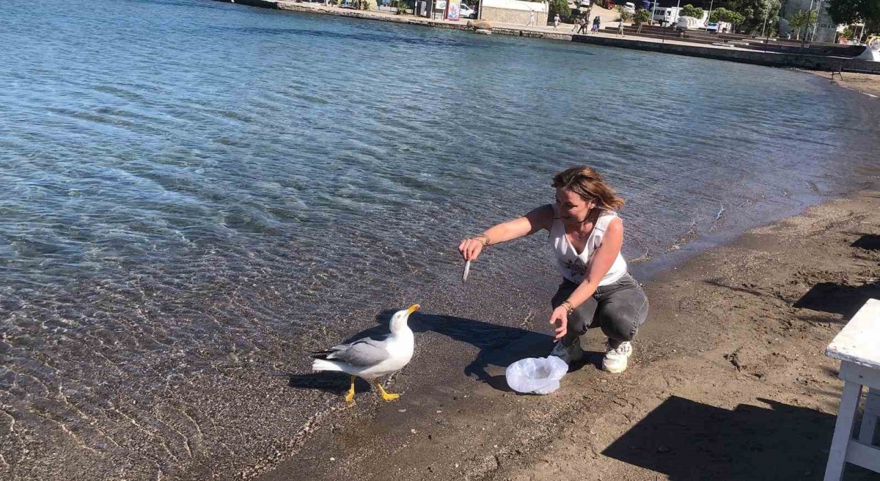 Sevimli martı Kumluk Plajının maskotu oldu