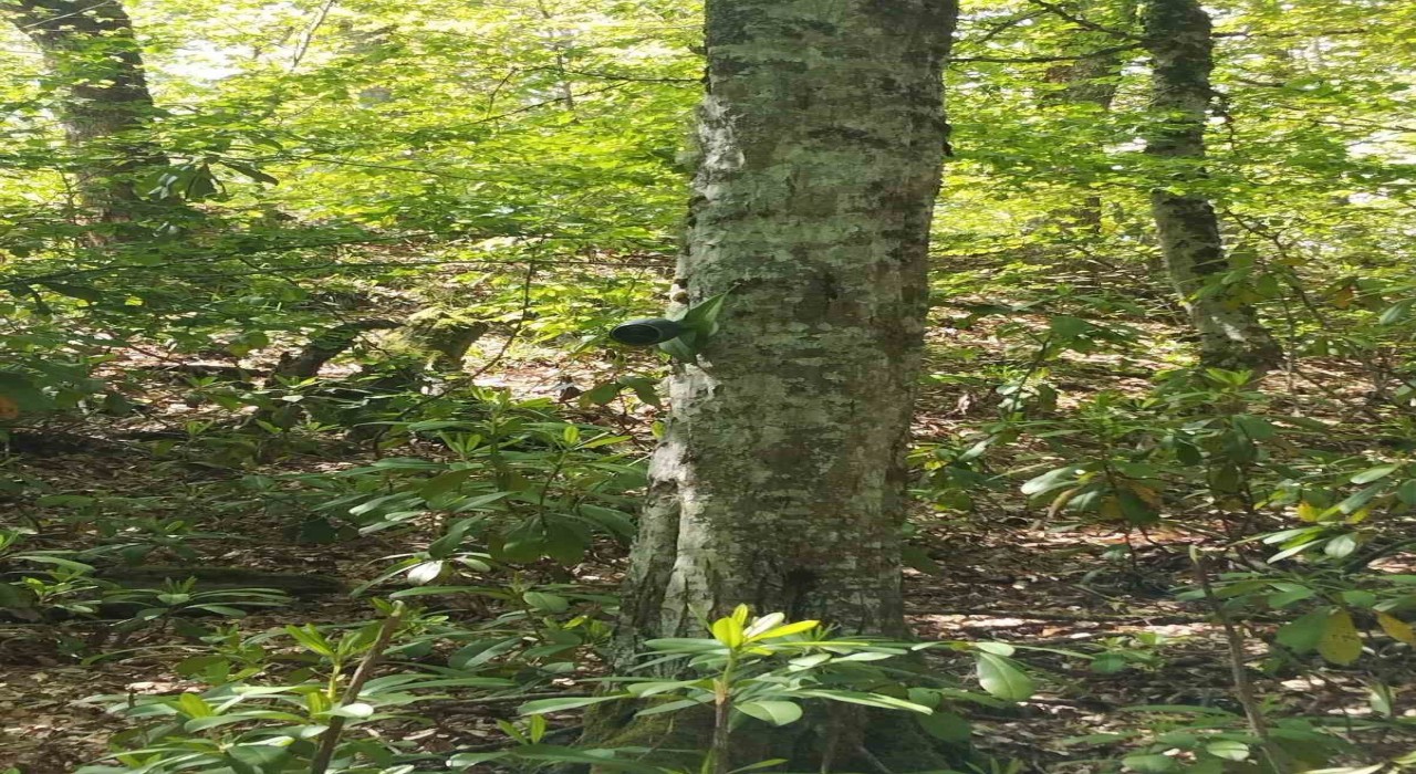 Sevimli yavru karaca annesine kavuştu