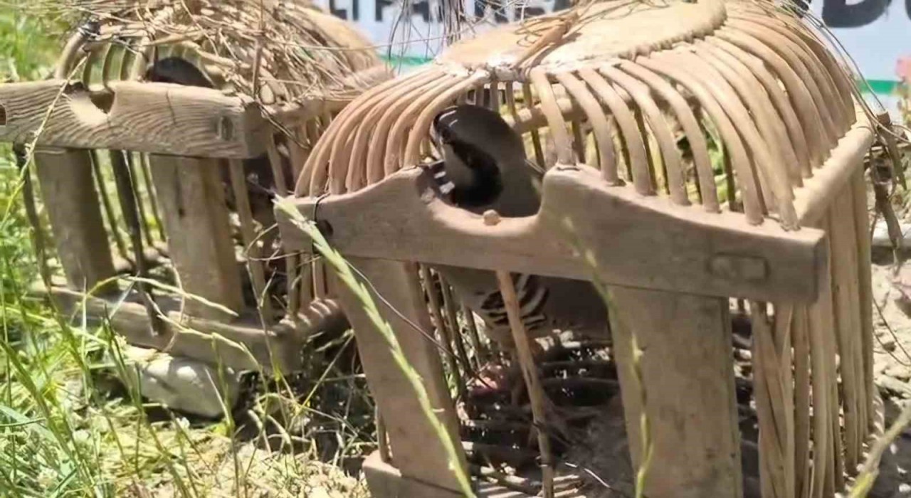 Siirtte keklik avına 43 bin lira ceza