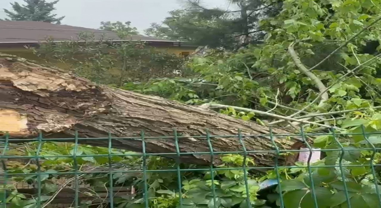 Siirtte şiddetli rüzgar ağaçları devirdi