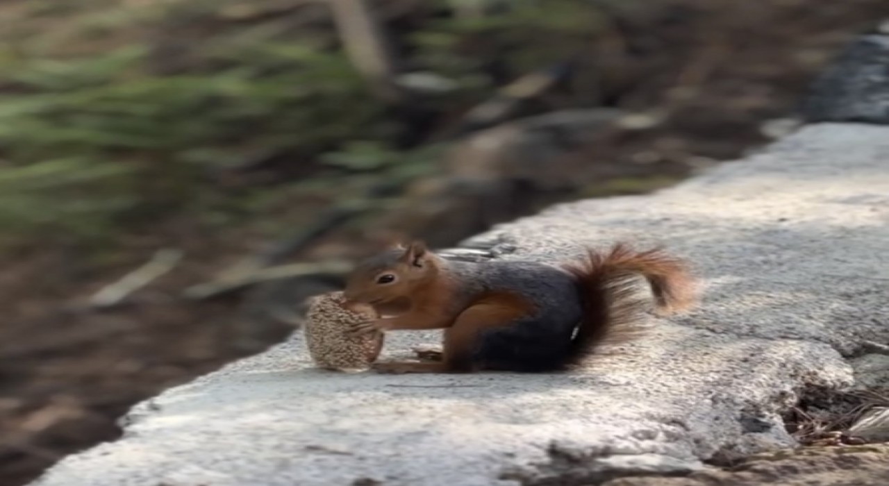 Sincabın bayram kömbesi yemesi gülümsetti