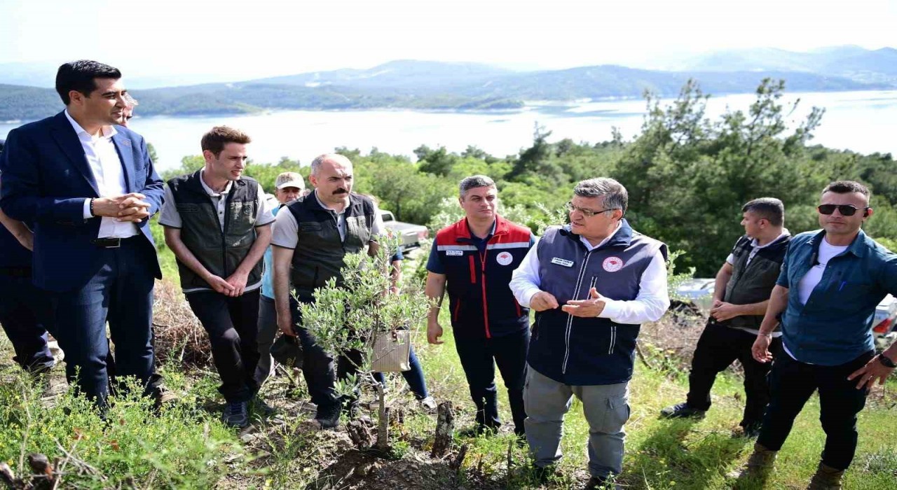 Sinopta 80 bin yabani zeytin ağacı aşılanacak