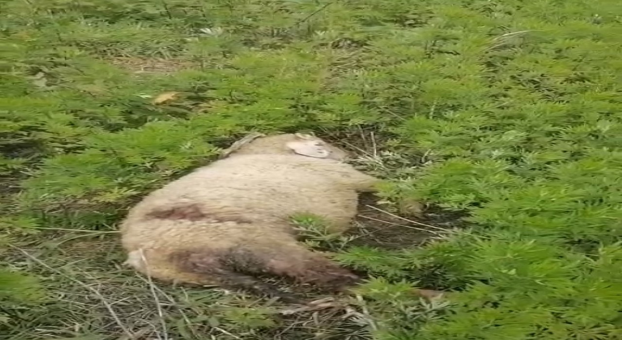 Sinopta başıboş köpekler 2 küçükbaş hayvanı telef etti
