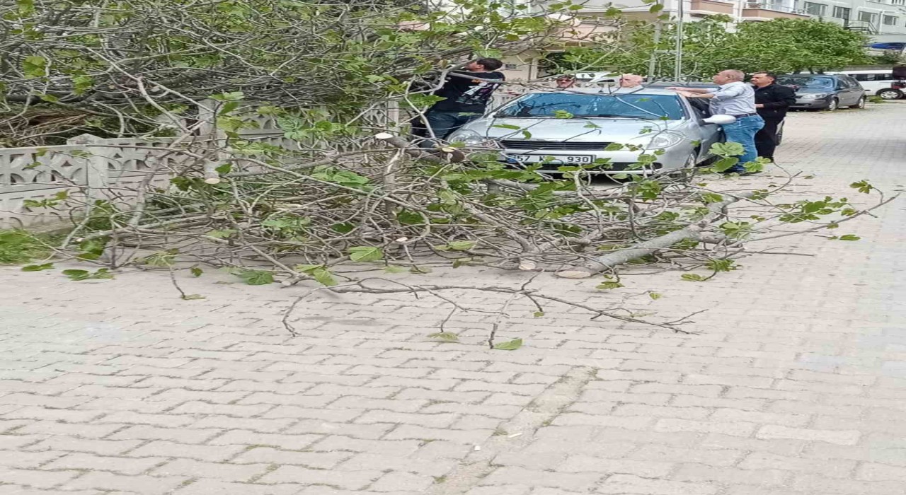 Sinopta incir ağacı otomobilin üstüne devrildi