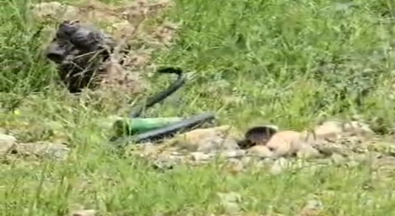 Şırnakta odun almaya giden kadın 2 metre uzunluğunda yılan gördü