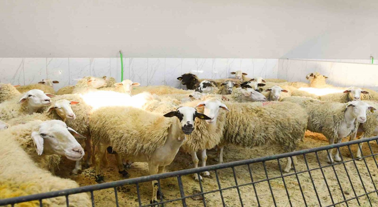 Şişlide kurban satış ve kesim yerleri denetlendi