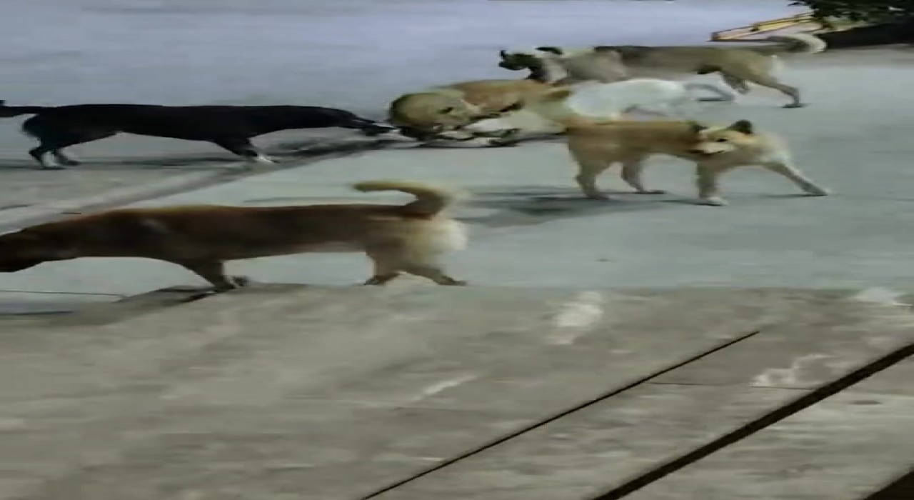 Sokak köpeklerinin saldırdığı kedi telef oldu