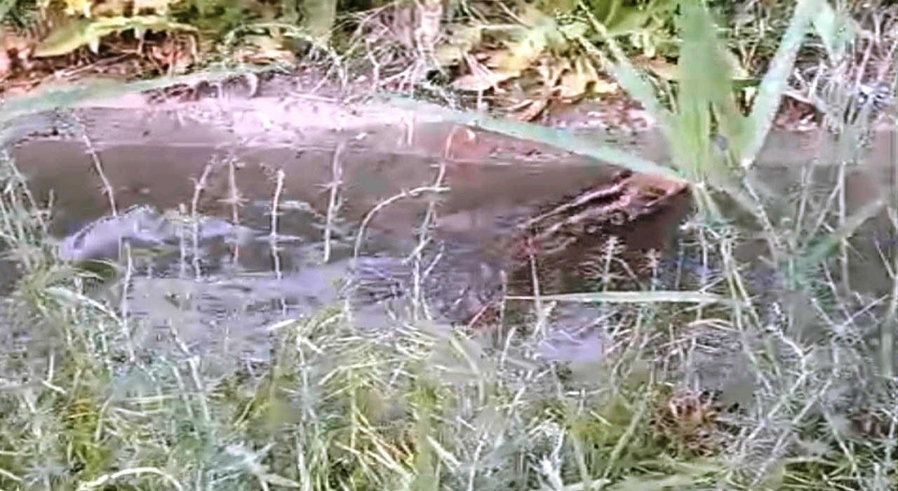 Sulama kanalına düşen domuz yavrusunun kanaldan çıkma mücadelesi kamerada