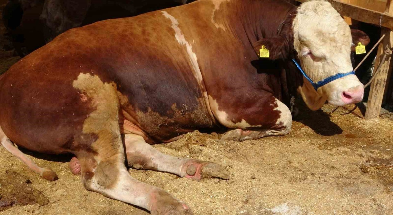 Sultanbeyli Kurban Pazarında dev rekabet: ‘Şampiyon ve ‘İmparator karşı karşıya