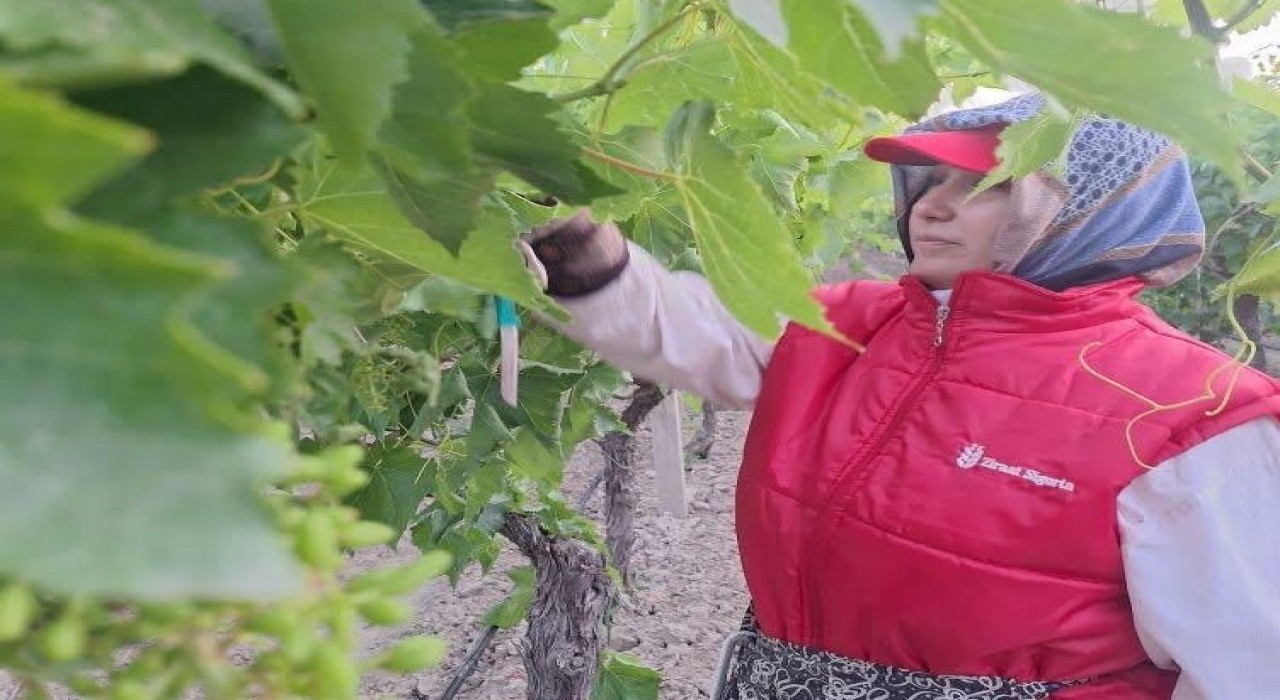 Sultaniye üzümünde kalite için zamanla yarışıyorlar