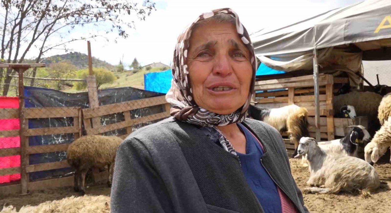 Sürüsünü kurtlara kaptıran kadın gözyaşlarını tutamadı: Hepsi evladım gibiydi