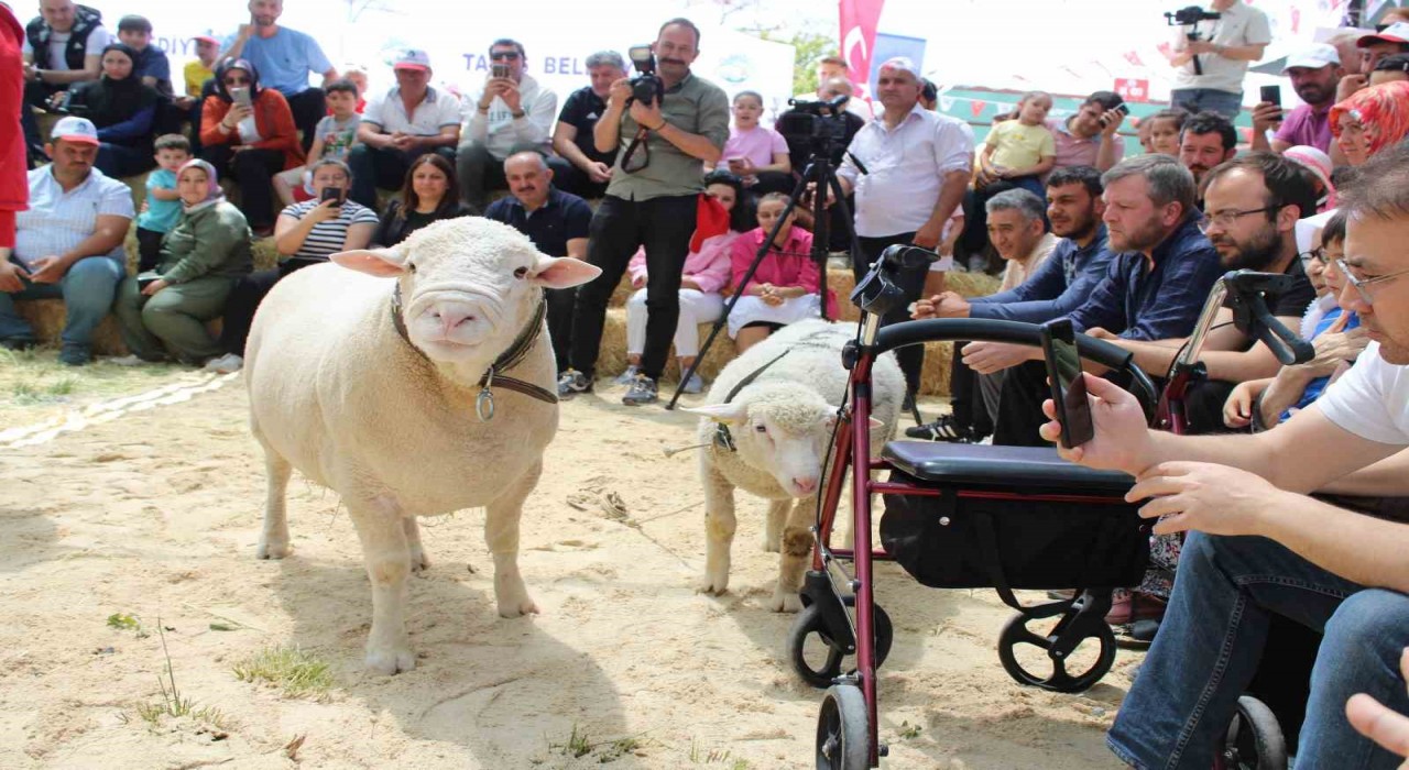 Talasta İle De France koyun ırkları yarıştı