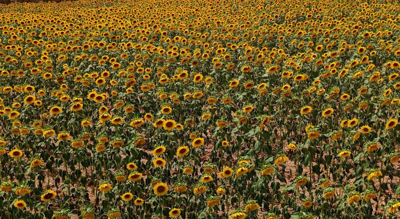 Tarlalarda görsel şölen: Ayçiçekleri tarlaları sarıya boyadı