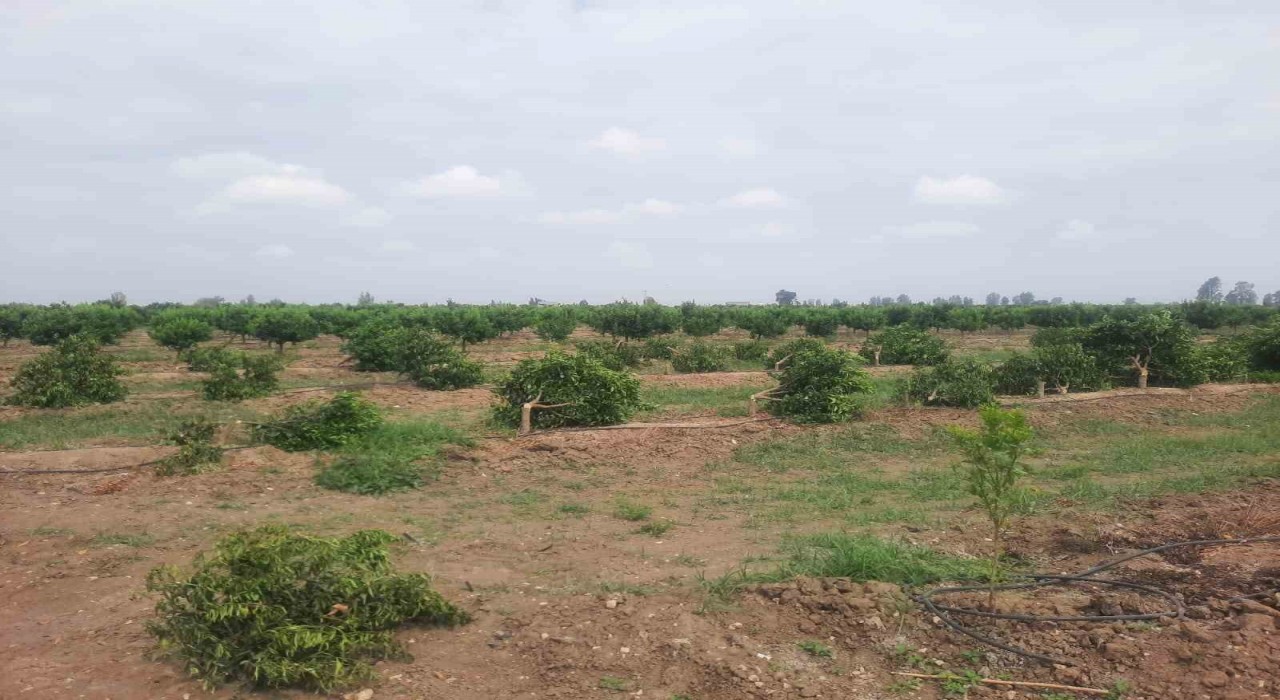 Tarsusta ağaç katliamı