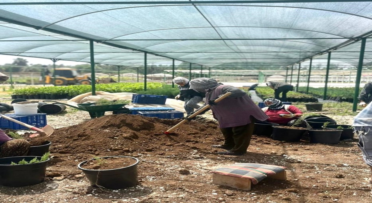 Tarsusta klonal okaliptus fidanı üretimi