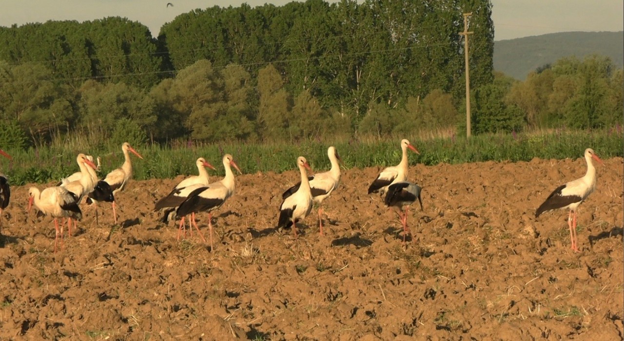 Tavşanlıda ikinci kez leyleklerin göçü, ilçe sakinlerine sürpriz yaşattı