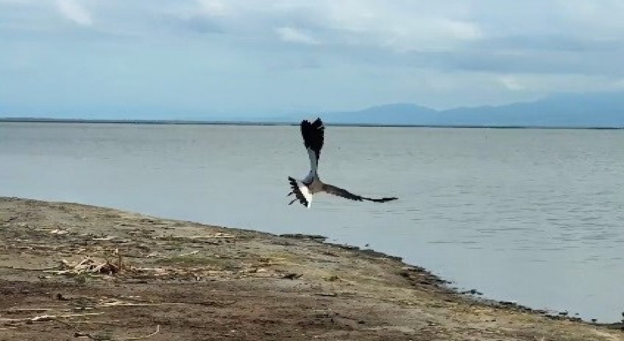 Tedavisi tamamlanan kız kuşu Kuş Cennetinde özgürlüğe kanat çırptı
