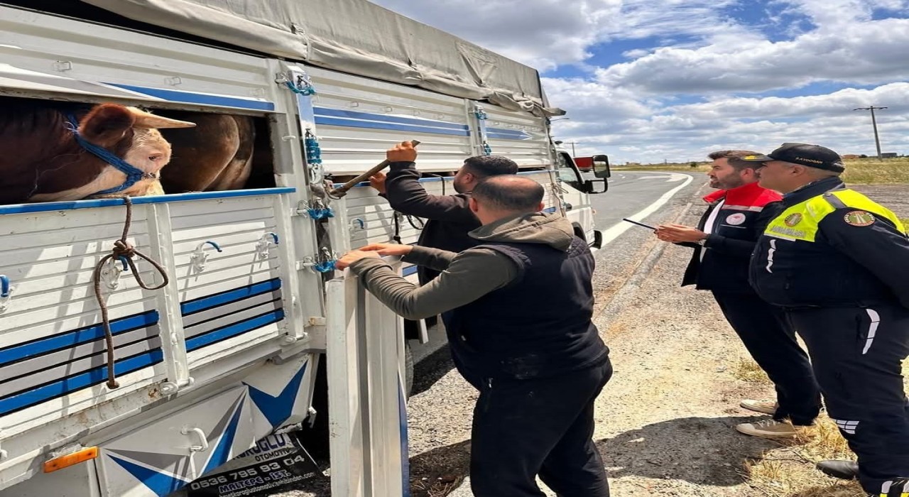 Tekirdağda kaçak hayvan sevkiyatına 105 bin TL ceza