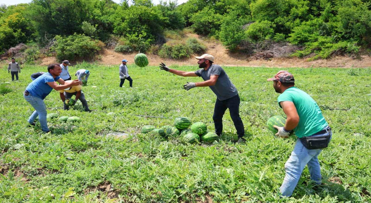 Tescilli Adana karpuzunda hasat başladı: Kilogramı 20-24 lira