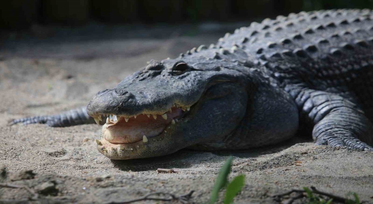 Ziyaretçiler Şaşkın: Dev Timsahı Maket Sandılar
