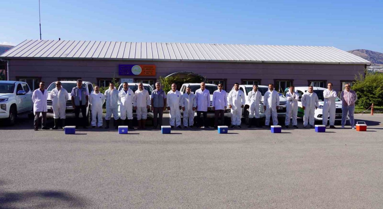 Tokatta 253 bin büyükbaş hayvan aşılandı