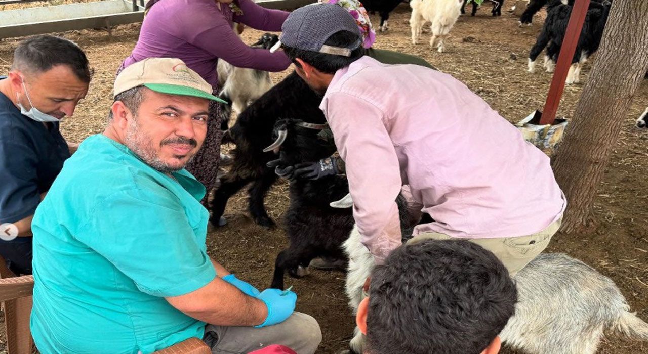 Toprakkale’de Küçükbaş Hayvanlara Küpeleme Çalışmaları Devam Ediyor
